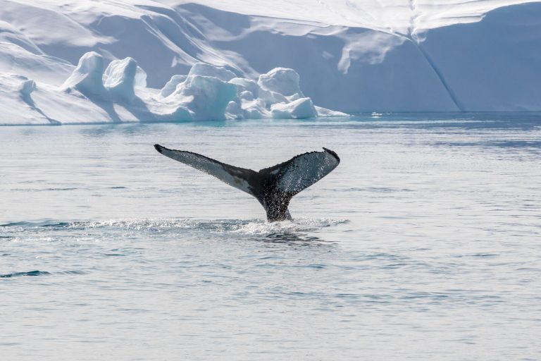 Antarctic peninsula 19-medium